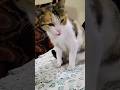 my cat Lily very beautiful #cat