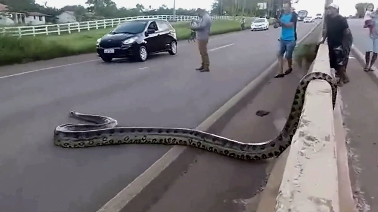 Encuentros inesperados con serpientes gigantes!