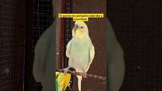 Míralo hermoso periquito australiano 🦜#shorts #viralvideo #shortsvideo #birds #viralvideo