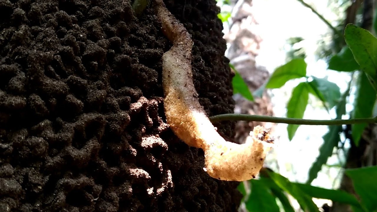 Jataí Negra de cupim (Scaura Latitarsis)