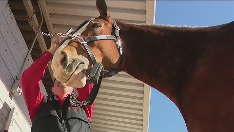 Budweiser Clydesdales to appear in Super Bowl with emotional commercial