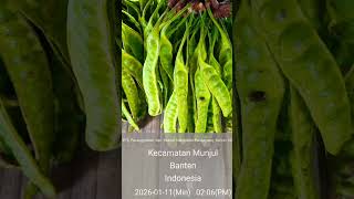 buah peteuy #buah #fy #fruit #fruits #duren #shorts #short #viral #fyp #motivation #bukber #like