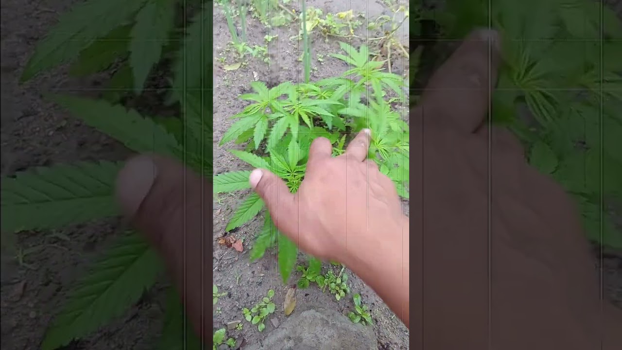 Cultivo de canabis sativa, indica Híbrida e skunk, tecnicas de cultivo e polda top