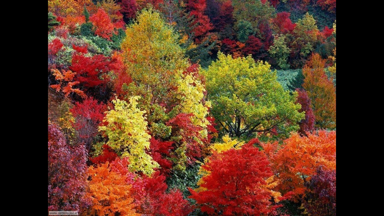 Пестрая стена леса. Лес лиловый золотой багряный. Осенний лес золотой багряный. Лиловый золотой багряный. Лес точно Терем лиловый золотой багряный.