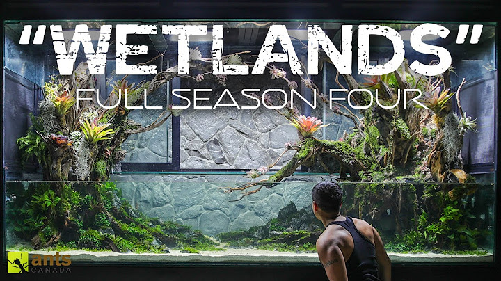 "Wetlands" Full Season Four Compilation - The AntsCanada Ecosystem Vivarium Series