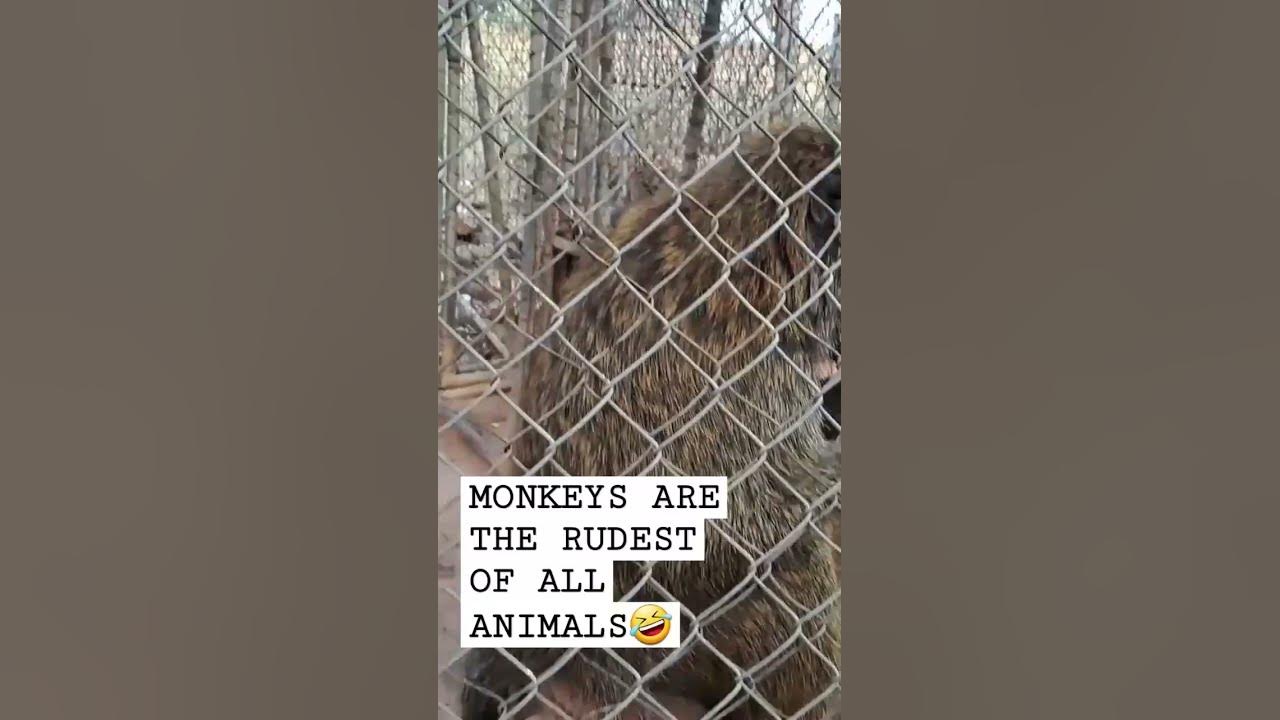monkeys-are-the-rudest-of-all-animals-monkey-rudeanimal-viral-zoo