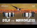 DSLR vs mirrorless for wildlife photography | Canon 5Dmk4 + 100-400mm II vs Canon R6 + 100-500mm RF