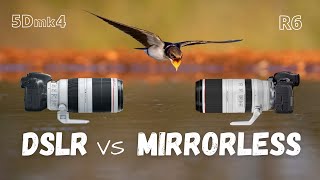 DSLR vs mirrorless for wildlife photography | Canon 5Dmk4 + 100400mm II vs Canon R6 + 100500mm RF