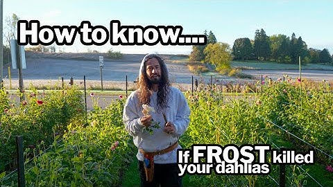 Hoe weet ik of vorst mijn dahlia