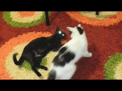 Funny cats video - Hilarious cat playing