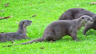 Otters @ Jurong Lake Garden 5月21日