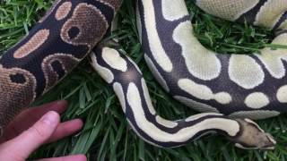 Famous Morph Update: Desert Ghost (Nova 2350g) Wealth