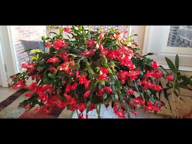 How long do blooms last on a Thanksgiving/Christmas Cactus? Why do mine not  bloom for long?#plants
