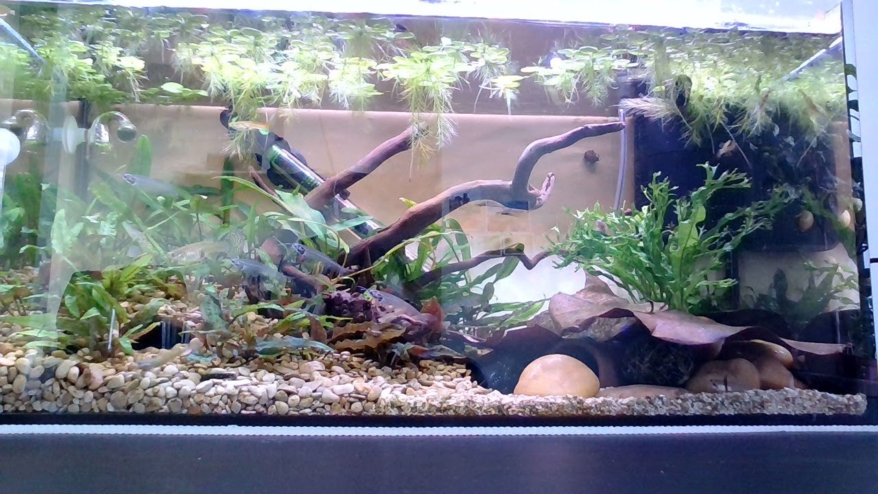 Live Gobies, Glass Catfish planted Aquarium YouTube