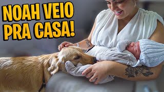 O NOAH VEIO PRA CASA - OLHA A REAÇÃO DOS CACHORROS