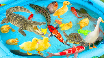 kem kem tivi cứu cá vàng, cá chuối, cá trê bị đàn cá sấu, huggy wuggy bắt thả về bể bơi có vịt con