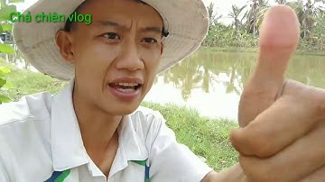Món ăn miền Tây / Cá lóc hấp sả ăn với mắm nêm siêu cay siêu ngon / western food / chả chiên vlog