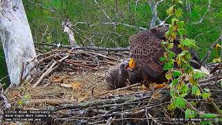 Little Miami Conservancy Bald Eagle 29.04.2024 19:19