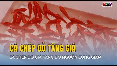 Cá chép đỏ giá tăng do nguồn cung giảm  | THLC