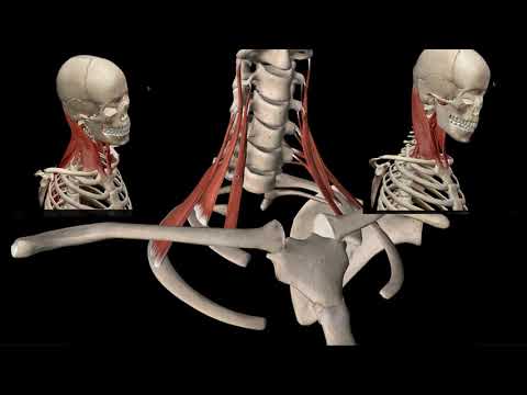 Vidéo: Muscles Profonds Du Cou Diagramme Et Fonction - Cartes Corporelles