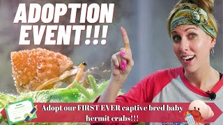 How to Adopt Our Captive Bred Hermit Crabs! | By Crab Central Station by Crab Central Station 7,544 views 1 year ago 7 minutes, 11 seconds