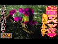 【探偵のガチ調査】米屋の社長の副業完全版　井の頭公園編 #探偵 #片岡探偵事務所 #調査 #探偵事務所 #浮気調査 #尾行 #浮気 #不倫 #追尾 #妻の浮気