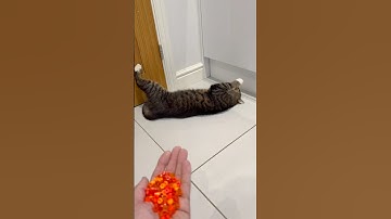 😺beads 🌈reverse video Amsr #reverse #amsr