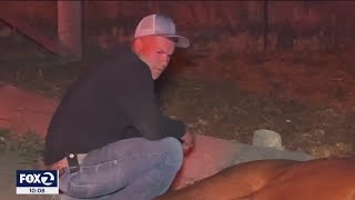 Alleged DUI crash kills horse, injures rider