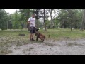 MIchael Fraas - Precision dog sport | Solid K9 Training Dog Training MIchael Fraas - Precision dog sport | Solid K9 Training Dog Training