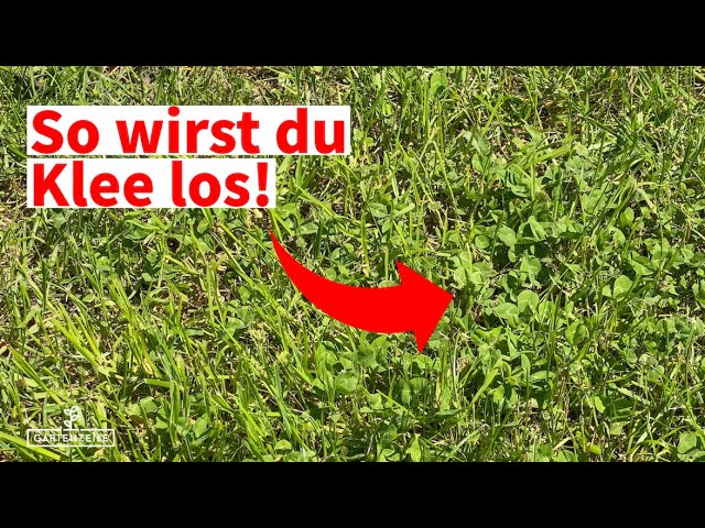 Hausmittel gegen Klee im Rasen - Mit diesen Tipps wirst du Klee ganz  einfach los!