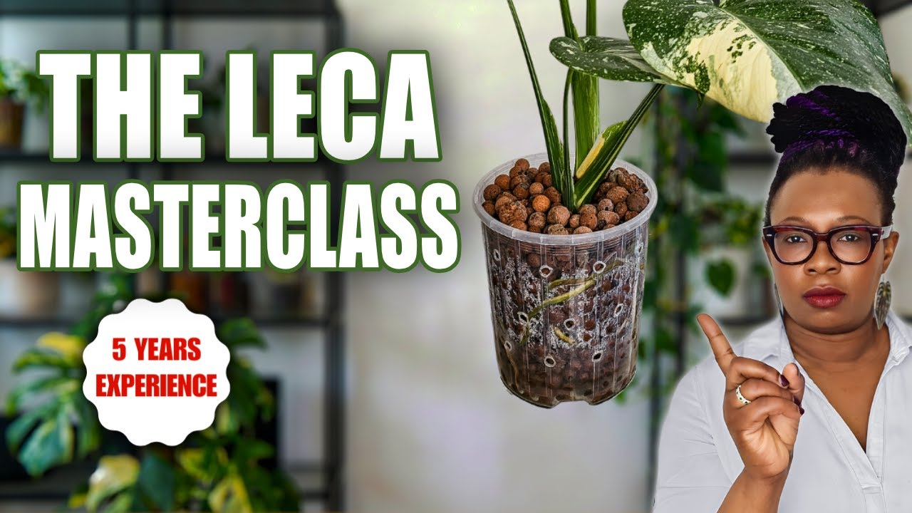 Everything I Learned in 5 Years of Growing in LECA (Complete Guide)