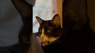 #animals #cat #cute