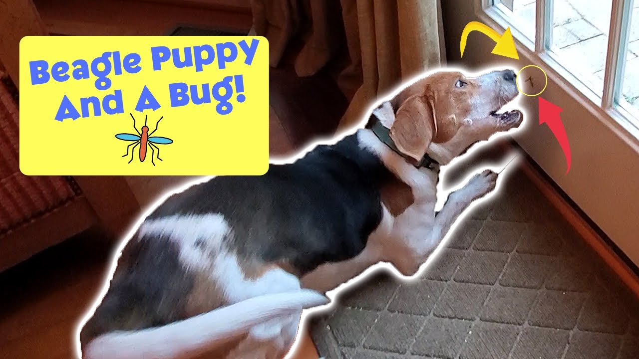 ArnieTheBeagle Cute Beagle Puppy And The Bug YouTube