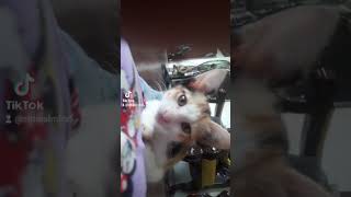 Yum Cat Wants To Eat You R.i.p Karlie 2021 - 2022