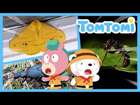 ☠️ ¿Conoces estos insectos supervenenosos? 🐜 | Canciones de animales e insectos | TOMTOMI en Español