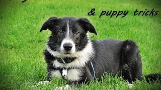 Joy  border collie, puppy tricks & fun