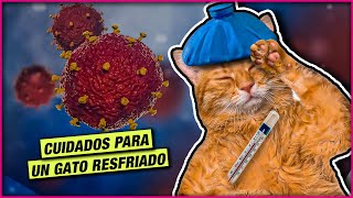 CUIDADOS PARA UN GATO RESFRIADO  LA GATERÍA TV