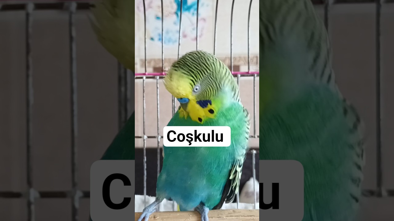 Kuşun Bunu Duyana Kadar Bekle 🔥 #talkingparot #birds #budgies #muhabbetkuşu #blackfacebudgie #parrot