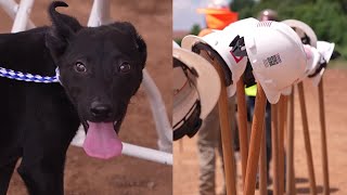 Springfield-Greene County Health breaks ground on new animal shelter