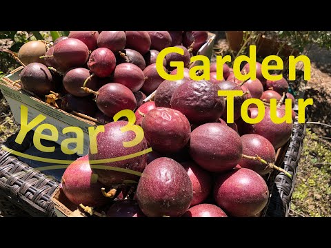 فيديو: Ruby Cherry Plum Fruit - زراعة خوخ الياقوت الكرز في المنزل