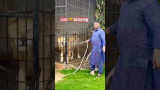 Download Lagu Lion 🦁 enjoying #electronicmusic #dj #housemusic #edm #laughinglion #lion #wildliferescue 😱 MP3