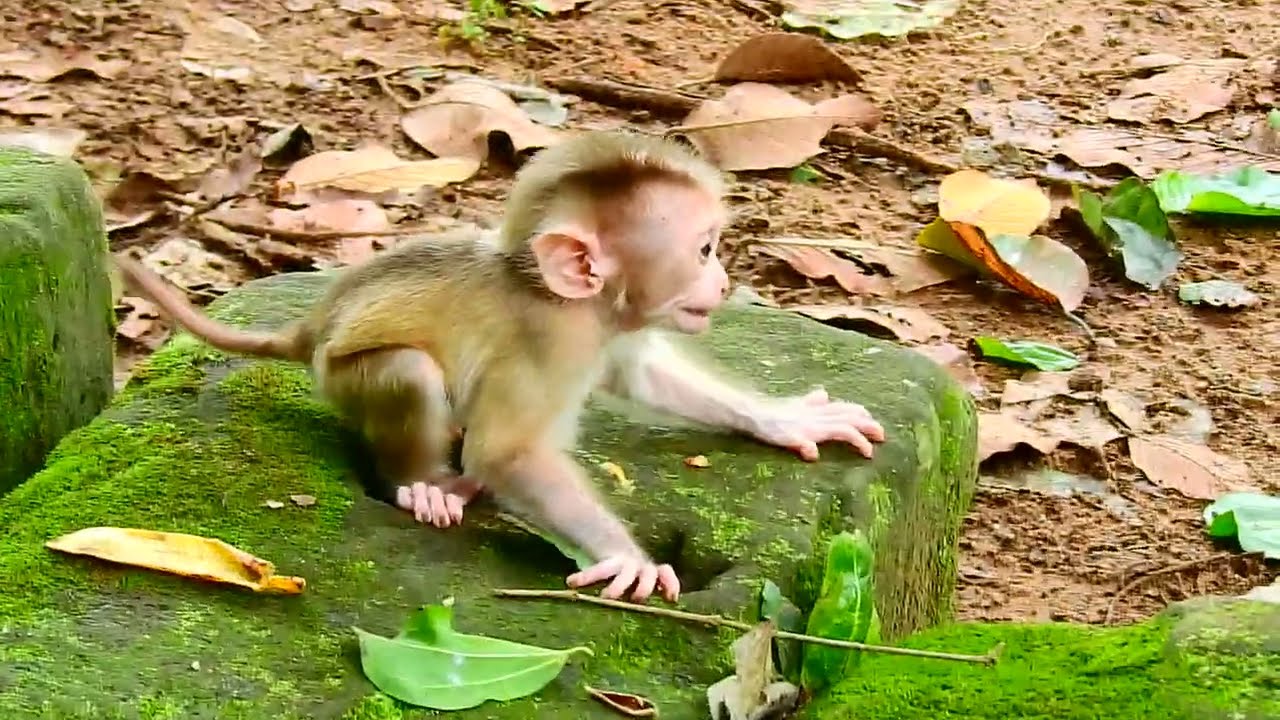 New Updates! Very lovely baby monkey Leo is trying to walk follow his mom when mom leave him alone!