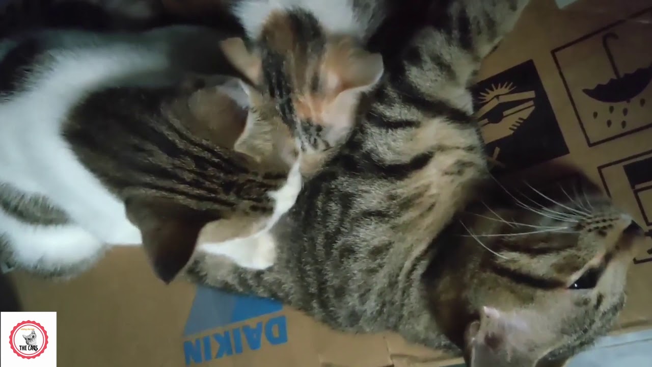 Funny Stalking Cats all Video Compilation