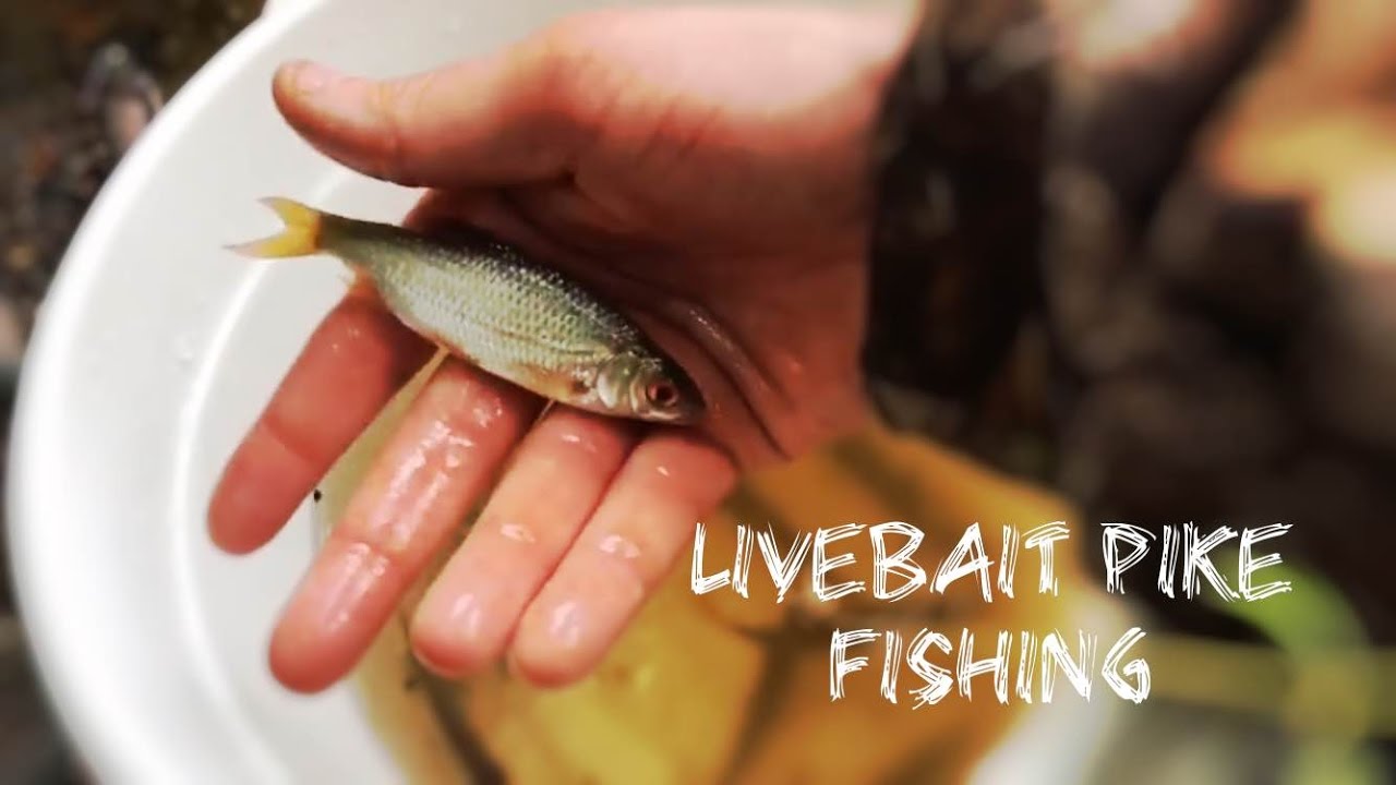 Live bait, pike fishing part2 YouTube