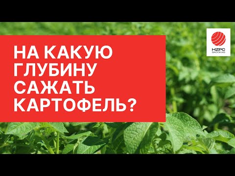 Как определить глубину посадки картофеля?