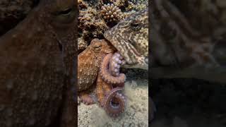 Underwater Ambush: Grouper vs Octopus Caught on Camera 🐙🐟 #UnderwaterLife #OceanPredator #Octopus
