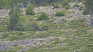 Mouflon mâle