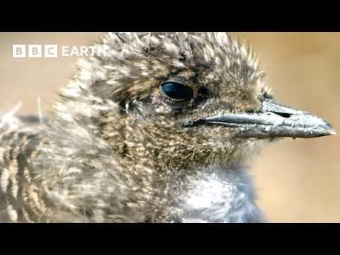 3 Hours of Extraordinary Animal Moments | BBC Earth