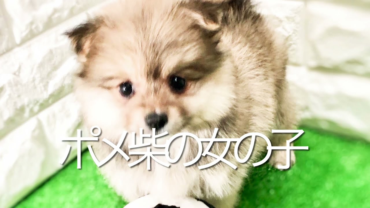 Mix 雑種 ぽめしば 子犬や子猫たちのペット販売情報が満載 ペットステーション