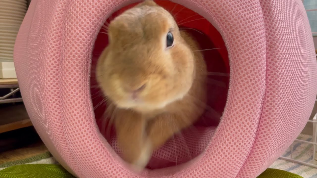 ウサギの嬉しい時の感情表現が可愛すぎる No 123 Youtube